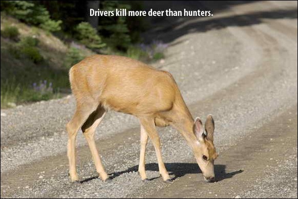 deer